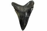 Serrated, Fossil Megalodon Tooth - South Carolina #310424-1